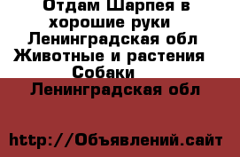 Отдам Шарпея в хорошие руки - Ленинградская обл. Животные и растения » Собаки   . Ленинградская обл.